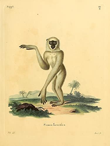 Argint Javan Gibbon primat maimuță Vintage Wildlife clasă birou Decor Zoologie ilustrare antică Artă Plastică imprimare Poster-11x14