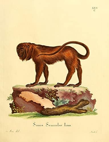 Urlător roșu primat maimuță Vintage Wildlife clasă birou Decor Zoologie Ilustrație antică Artă Plastică imprimare Poster-11x14