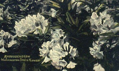 Floare de stat, carte poștală din Washington